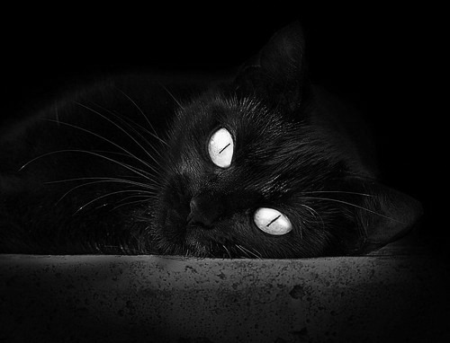 鏖战雷霆，广厦队激战中的节奏博弈，莫兰特掌控全局