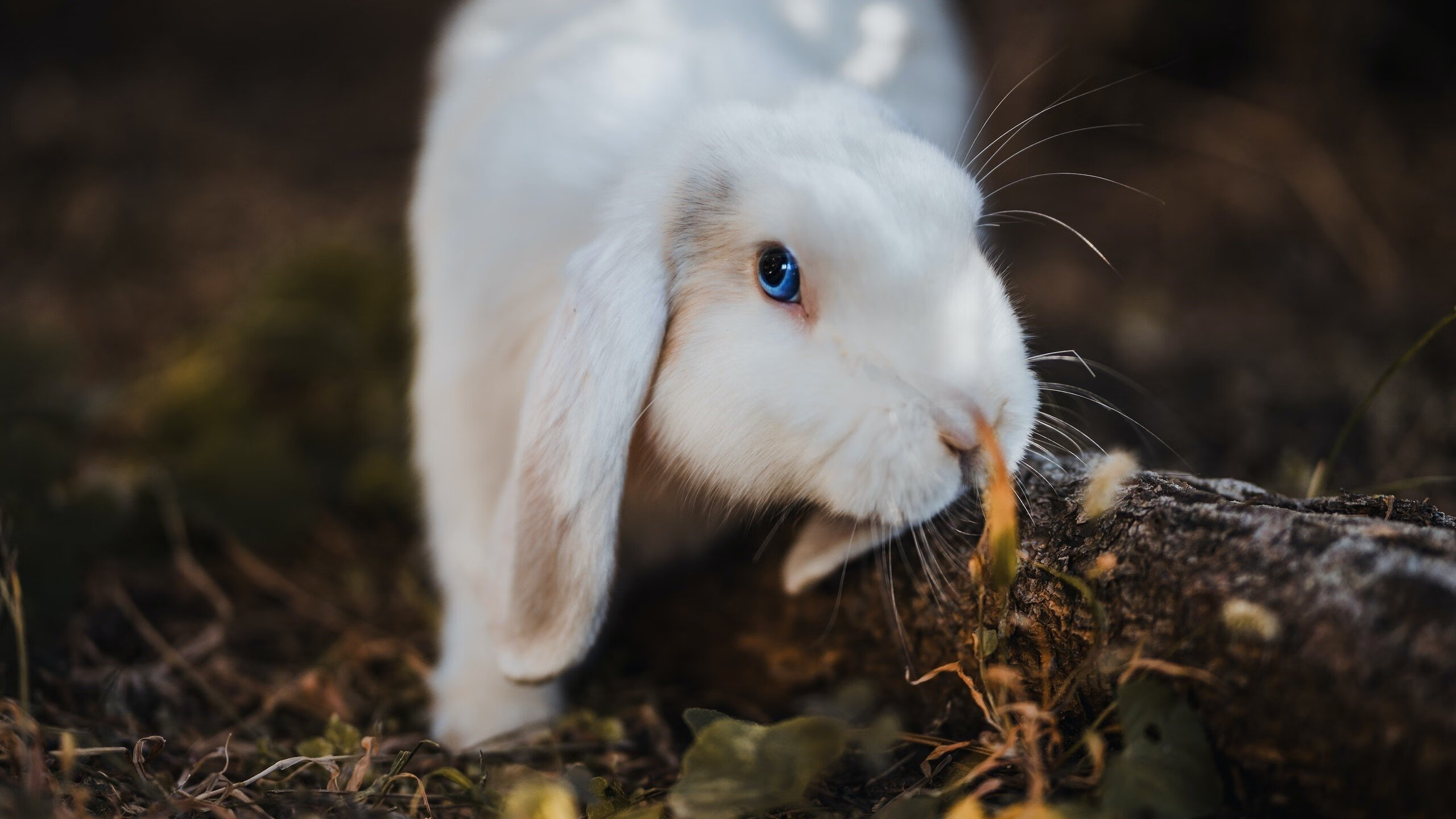 凤凰涅槃，布克撕裂鹈鹕防线之夜