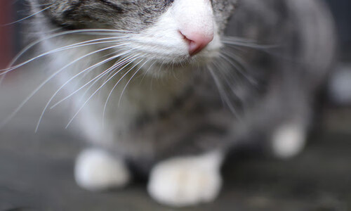 风暴眼莱奥，当蓝色巨舰在智利峡谷中搁浅