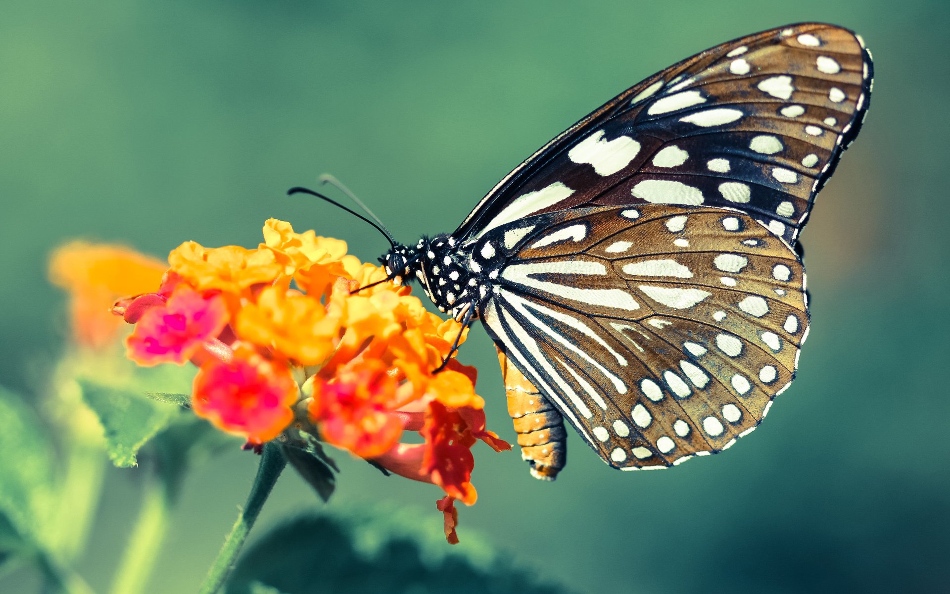 爆冷与血脉觉醒，深圳队逆袭背后，伦纳德给全世界上了一课