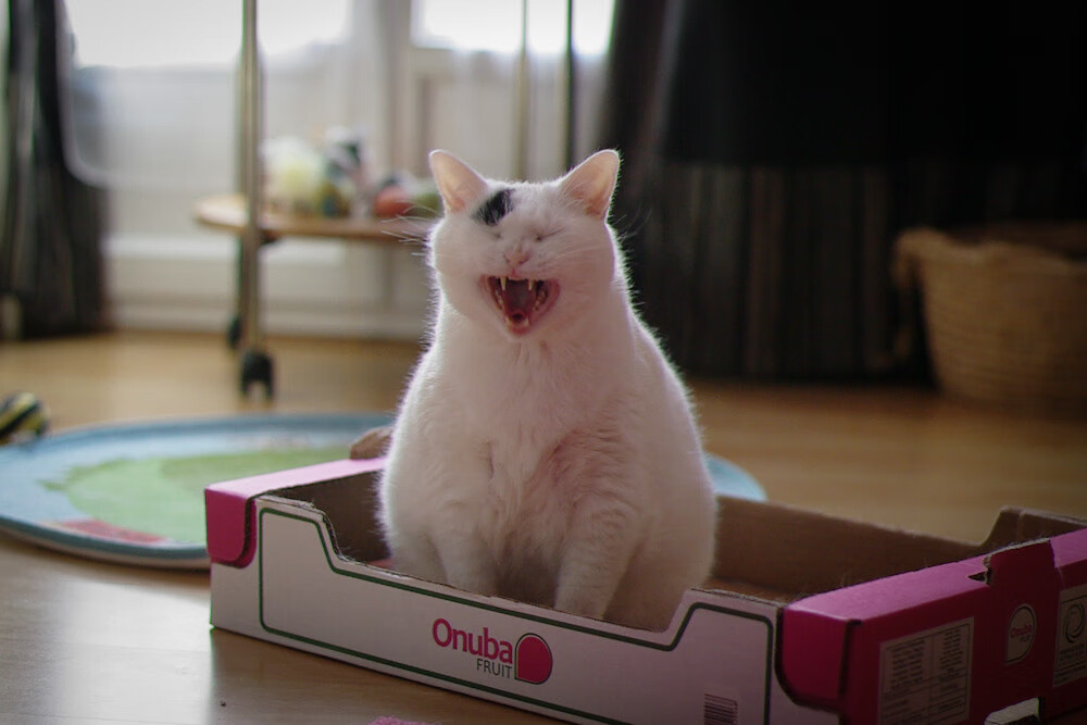 绝境逆转!迪马利亚一剑封喉,哥斯达黎加掀翻夺冠热门亚特兰大